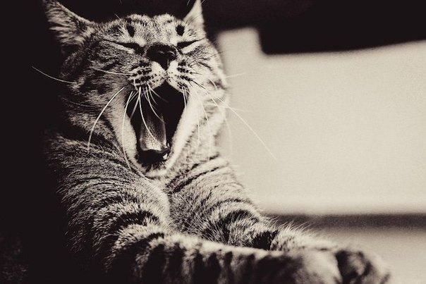 13 продуктов, которые бодрят не хуже кофе.1. Шоколад.Почему? Ну, кроме того, что он вкусный, он ...