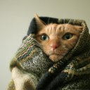 ���� Kolya, ����, 52 ���� - ��������� 10 ������� 2015 � ������ ���� ����������