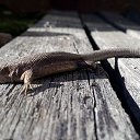 ���� �������, �����-���������, 57 ��� - ��������� 17 ����� 2015 � ������ ���� ����������