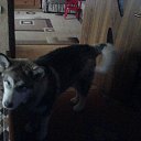 ���� *Svet� 83�� ����!!, ������ - ��������� 13 ������ 2015 � ������ ���� ����������