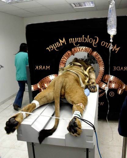   Metro-Goldwyn-Mayer