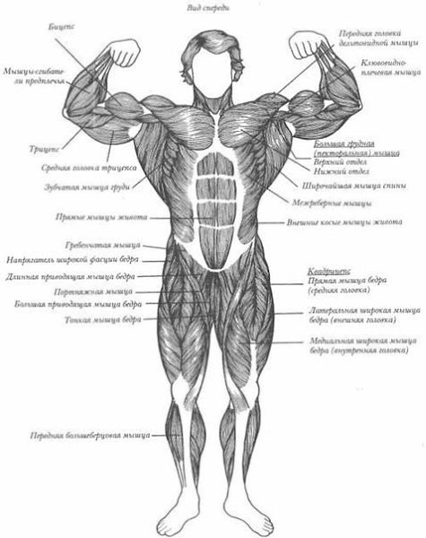 Комплекс лучших упражнений на каждую группу мышц.СПИНА- Подтягивания 4 подхода 8-12 повторений- ... - 2