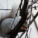  , , 60  -  29  2015     ,25.01.15.