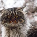 ���� �����, ������, 55 ��� - ��������� 19 ������� 2015 � ������ �������