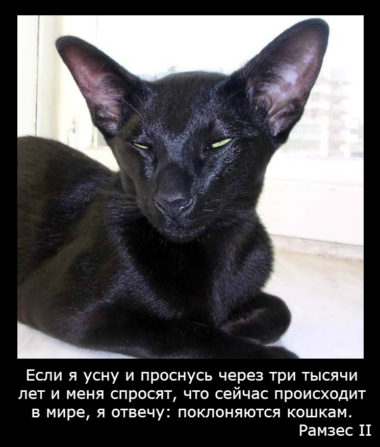 Ве норм ориентал. Ве норм ориентал. Ве норм ориентал. Ориентальная порода кошек. Порода кошек ориентал.