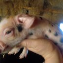 ��� ���������� �� ������� ���� ����������