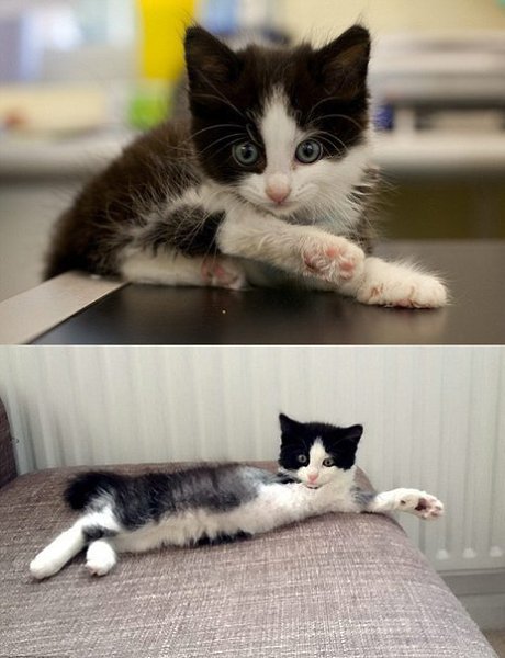 Котенок, который потерял лапку в мышеловке, но обрел любящих хозяев. Любопытство чуть не убило ... - 5
