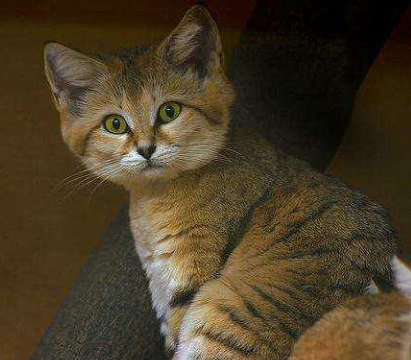 БАРХАННАЯ, ПЕСЧАНАЯ ИЛИ ПУСТЫННАЯ КОШКА (Felis margarita).Барханная, песчаная или пустынная кошка ...