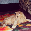 ������)) �� ������� ���� ����������