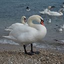 ��������,������ 2015 �� ������� ���� ����������