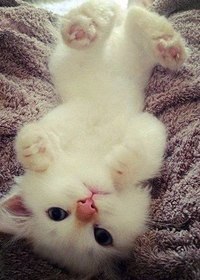 Когда вы уходите со страницы, не поставив лайк, в мире грустит один котик. - 5