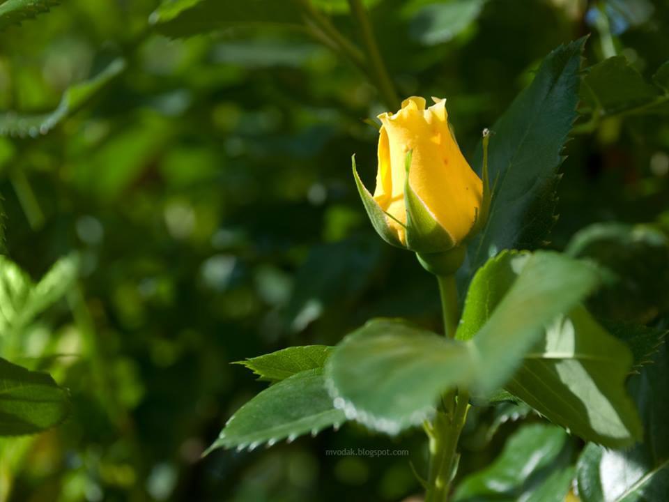  Olga - 7  2015  04:14 - 3