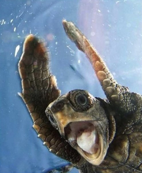     .#animal@travel.blog - 6
