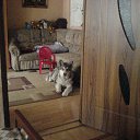 ���� *Svet� 83�� ����!!, ������ - ��������� 13 ������ 2015 � ������ ���� ����������