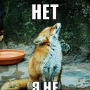���� Lis Fox Anatoli, �����, 65 ��� - ��������� 5 ����� 2015 � ������ ���� ����������