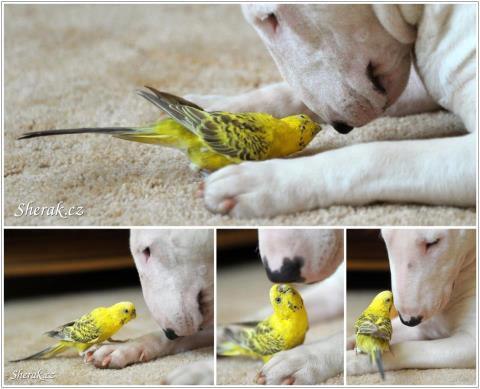 Ваша новая собака и другие животные: вопросы адаптации.Вы решили завести собаку, несмотря на то что ...