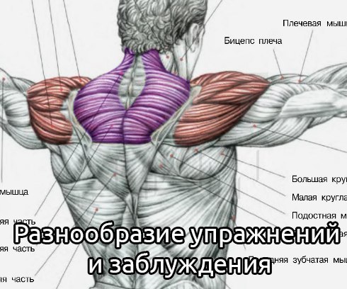 Разнообразие упражнений и заблуждения.Что на сегодня известно доподлинно, в чем спортсмены и тренеры ...
