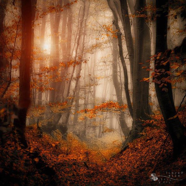   (Ildiko Neer)  -  .,    2009 . ... - 3