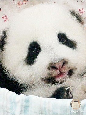    - 8  2015  01:33 - 2