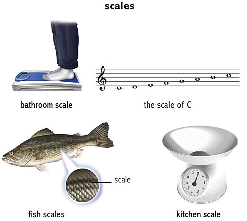    bow, scale, trunk, bridge, rack, key, magnet, overlap.    ... - 2