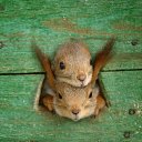  Bagira,  ( /) -  25  2015    