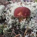 ���� ���������, �����-���������, 63 ���� - ��������� 10 ������ 2015 � ������ ���� ����������