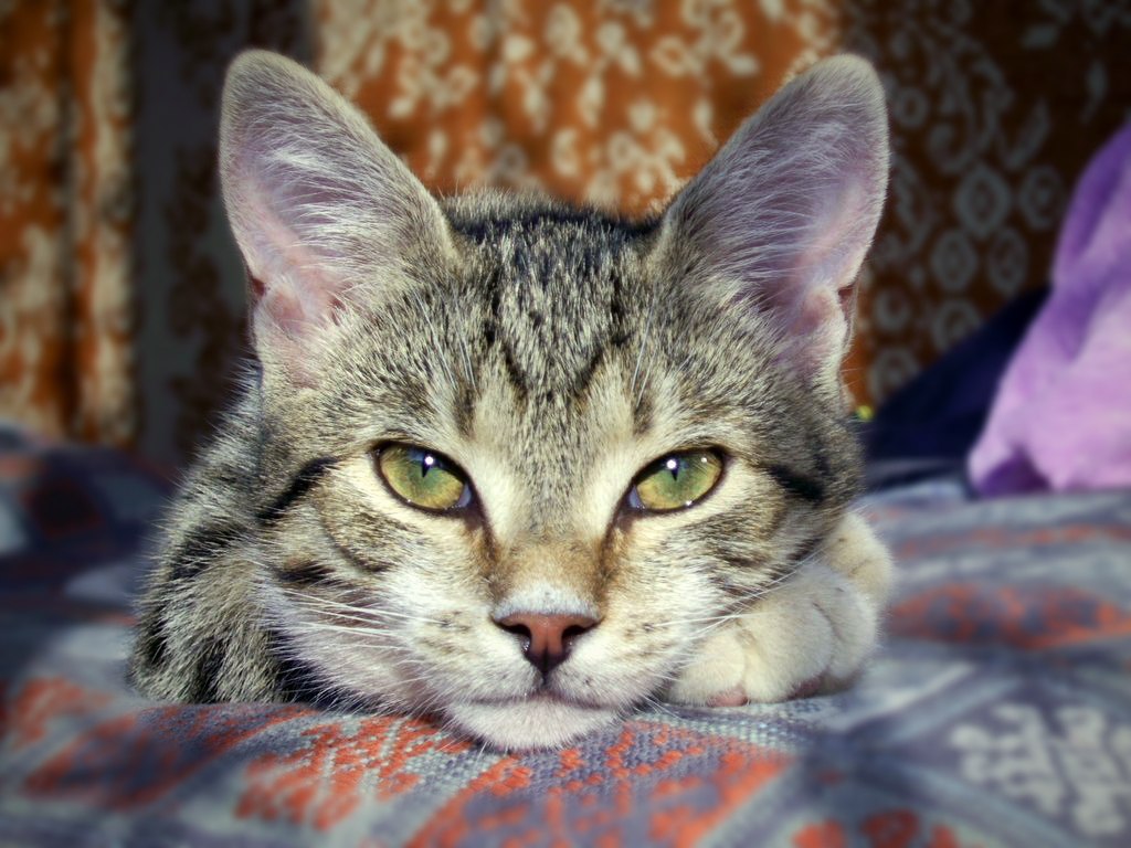 Кошка, это всегда больше чем просто