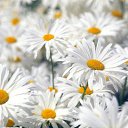 ���� Tatiana, ������ - ��������� 14 ������� 2015 � ������ ������ ��������