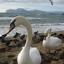 ������ ������ � ����� ����� �� ������� ������ ��������