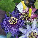 ���� �������, �����������, 61 ��� - ��������� 23 ����� 2015 � ������ ���� ����������