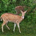 ���� ����, ����������� - ��������� 13 ������ 2015 � ������ ���� �����