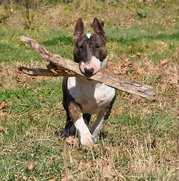 Если на газоне какает собачка, Это травке и цветочкам щедрая подачка. Битые бутылки, бумажки и ...