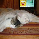  , , 51  -  14  2014    .