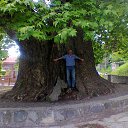 900 y.o. Plane Tree in my town -- Telavi