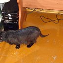  , , 45  -  7  2015      .