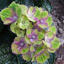 ���� �������, ������, 51 ��� - ��������� 22 ������� 2015 � ������ ���� ������