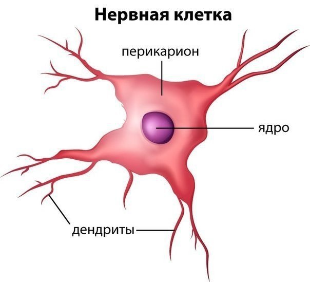 Почему невосстанавливаемость нервных клеток - миф? Вспомните, как часто вам приходилось слышать от ...