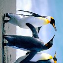 ���� �����, ��������� - ��������� 5 ������ 2015 � ������ ������ ��������