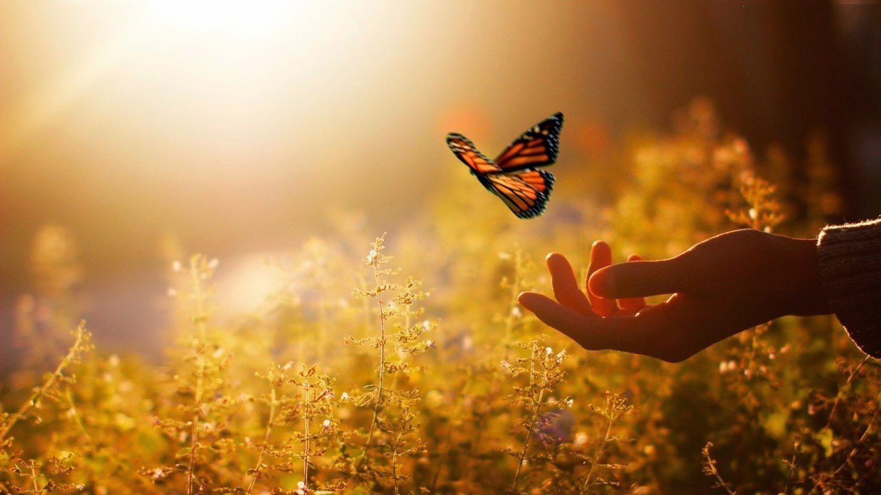Красота главное в жизни. Бабочка на ладони. На руку бабочка. Радость жизни природа. Прекрасные мгновения жизни.