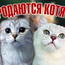 ���� Lady Beltam &hearts;&hearts; Vip &hearts;&hearts;, ����������� - ��������� 9 ������ 2015 � ������ ������ ��������