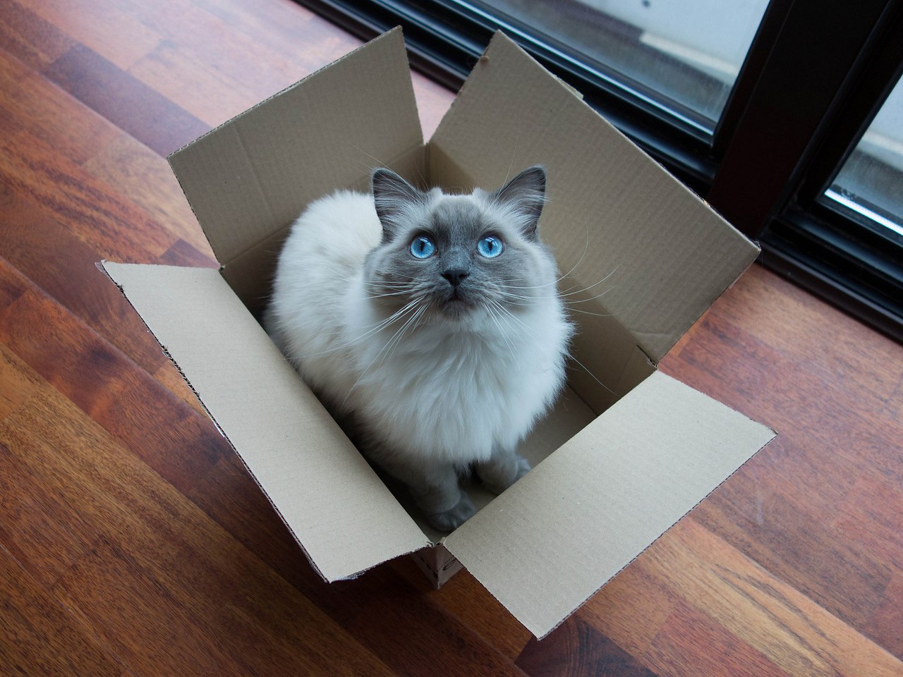 Whats Up With That: Why Do Cats Love Boxes So Much? Take heart feline enthusiasts. Your cats ...