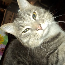 �����, �������, 26 ���