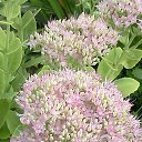  , , 58  -  25  2015     - 