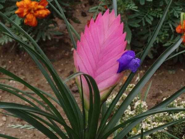   (Tillandsia Cyanea).    .   ... - 2