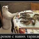 ���� ����, ��������, 59 ��� - ��������� 3 ����� 2015 � ������ ������ ��������