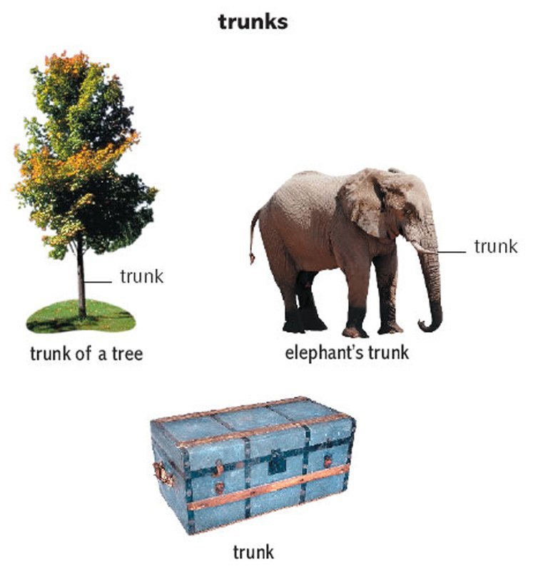    bow, scale, trunk, bridge, rack, key, magnet, overlap.    ... - 3