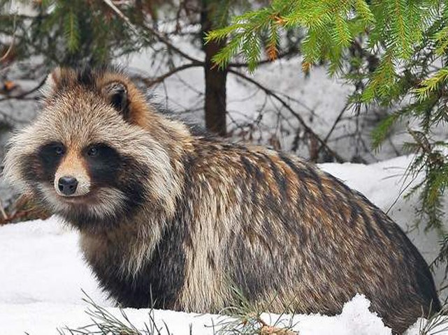 Смоленские животные. Енотовидная собака в Псковской области. Животные Смоленского края. Кто живёт в лесах Смоленска. Дикие животные Смоленской области фото и описание.