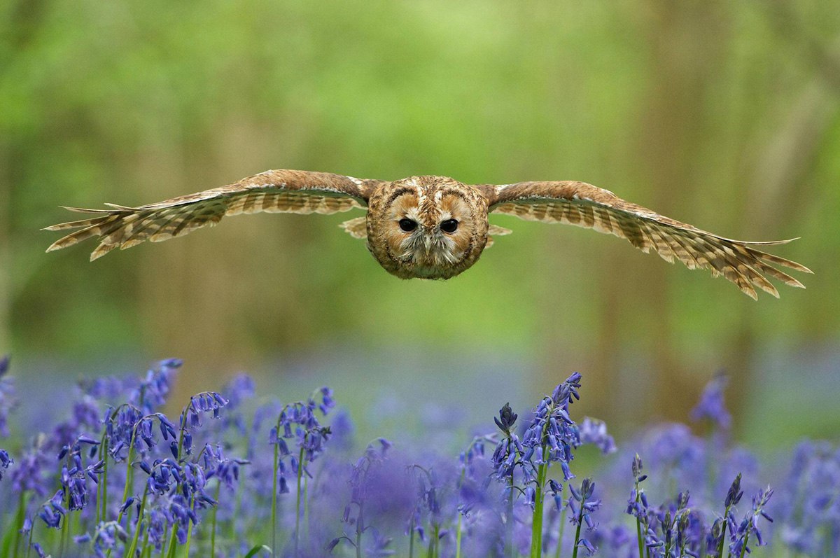   The British Wildlife Photography Awards - 7