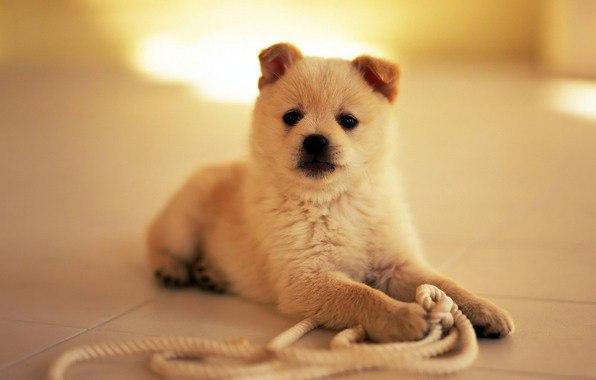 Когда они еще щенки, мы делаем все, чтобы защитить их, вырастая, они отвечают нам тем же.