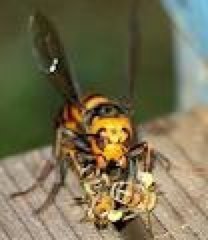    (vespa mandarinia japonica).  ,    ,  . ... - 3